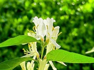 功能强大，操作便捷——骑蛇难下(双)金银花免费