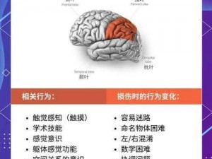 探索小小大脑视频攻略背后的奥秘，了解更多有趣的信息