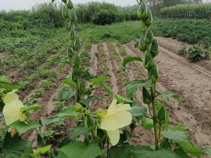 丝瓜 草莓 秋葵 榴莲【丝瓜、草莓、秋葵、榴莲这四种蔬果各自的营养价值及食用方法有哪些？】