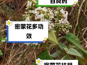 麻花 5219 是什么？有什么作用？如何使用？