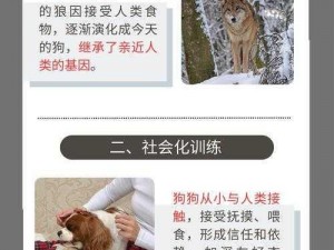 是人是狗系列揭秘：加基森猎人新卡深度分析与解读