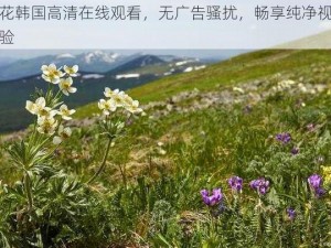 野花韩国高清在线观看，无广告骚扰，畅享纯净视觉体验