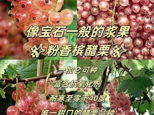 一小时人生醋栗怎么种？不同的家种法不一样