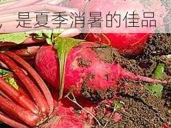 拔萝卜又叫黄降 91，口感清爽，营养丰富，是夏季消暑的佳品