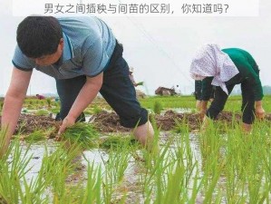 男女之间插秧与间苗的区别，你知道吗？