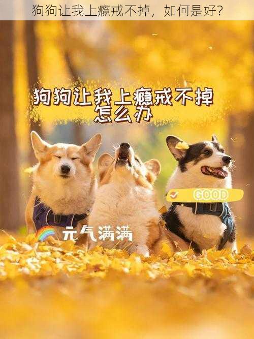 狗狗让我上瘾戒不掉,如何是好?
