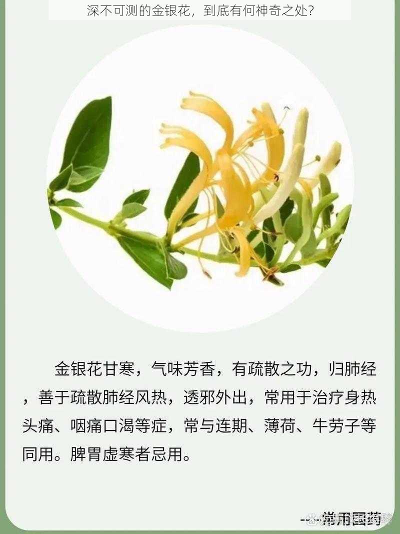 深不可测的金银花，到底有何神奇之处？