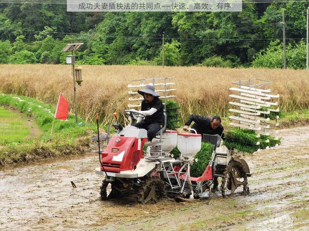 成功夫妻插秧法的共同点——快速、高效、有序