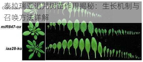 泰拉瑞亚诅咒树苗作用揭秘：生长机制与召唤方法详解