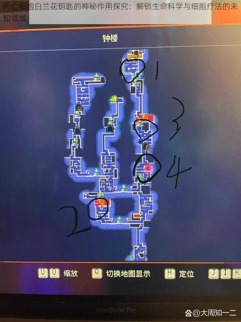 死亡细胞白兰花钥匙的神秘作用探究：解锁生命科学与细胞疗法的未知领域