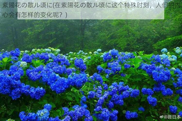 紫陽花の散ル頃に(在紫陽花の散ル頃に这个特殊时刻，人们的内心会有怎样的变化呢？)