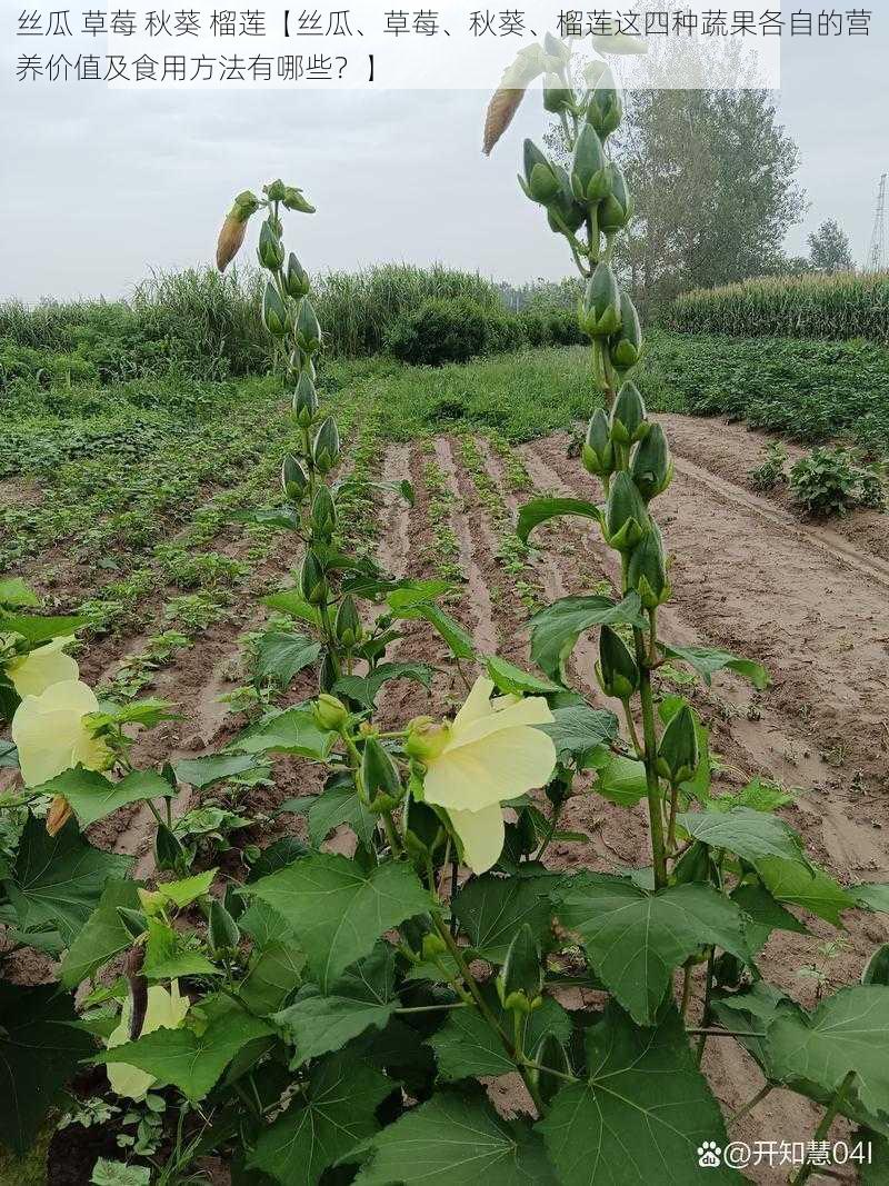 丝瓜 草莓 秋葵 榴莲【丝瓜、草莓、秋葵、榴莲这四种蔬果各自的营养价值及食用方法有哪些？】