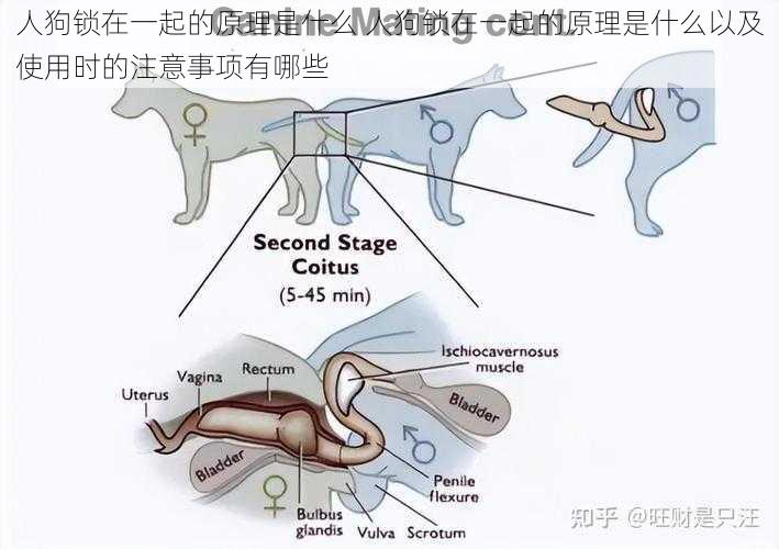 人狗锁在一起的原理是什么 人狗锁在一起的原理是什么以及使用时的注意事项有哪些