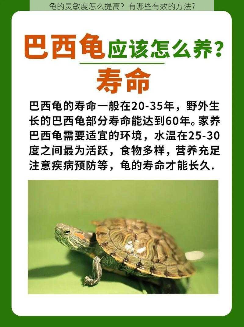 龟的灵敏度怎么提高？有哪些有效的方法？