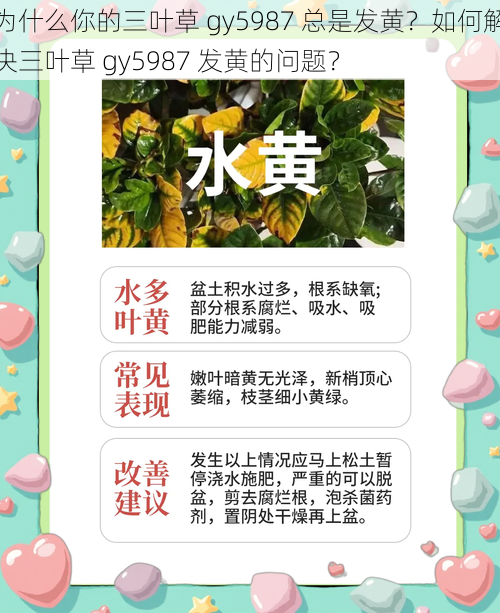 为什么你的三叶草 gy5987 总是发黄？如何解决三叶草 gy5987 发黄的问题？