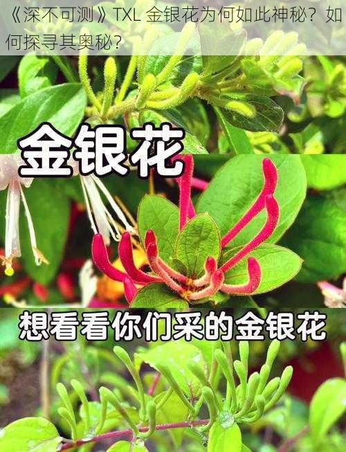 《深不可测》TXL 金银花为何如此神秘？如何探寻其奥秘？