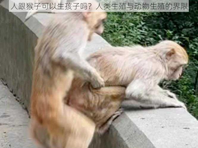 人跟猴子可以生孩子吗？人类生殖与动物生殖的界限