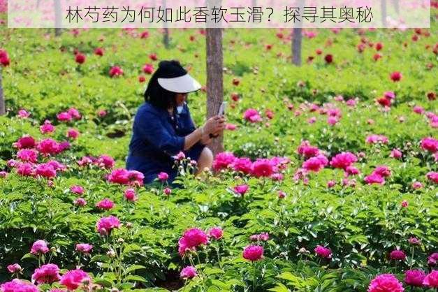 林芍药为何如此香软玉滑？探寻其奥秘