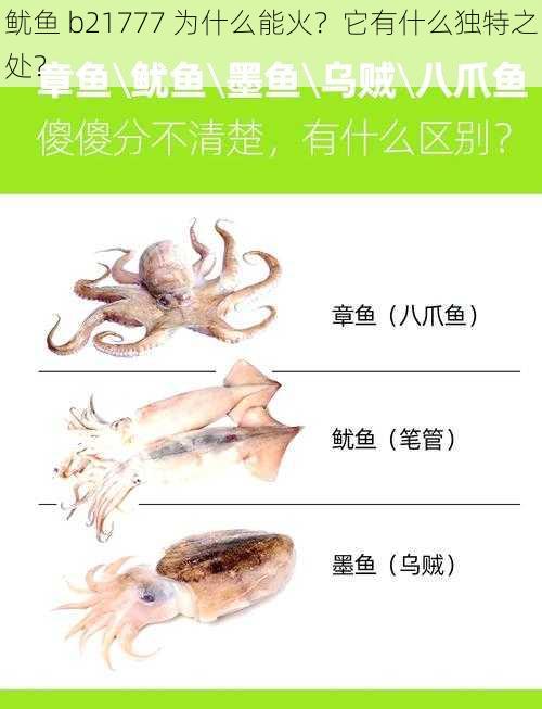 鱿鱼 b21777 为什么能火？它有什么独特之处？